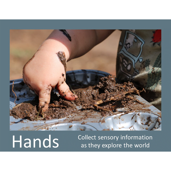 Hands Collect Sensory Information Poster Download